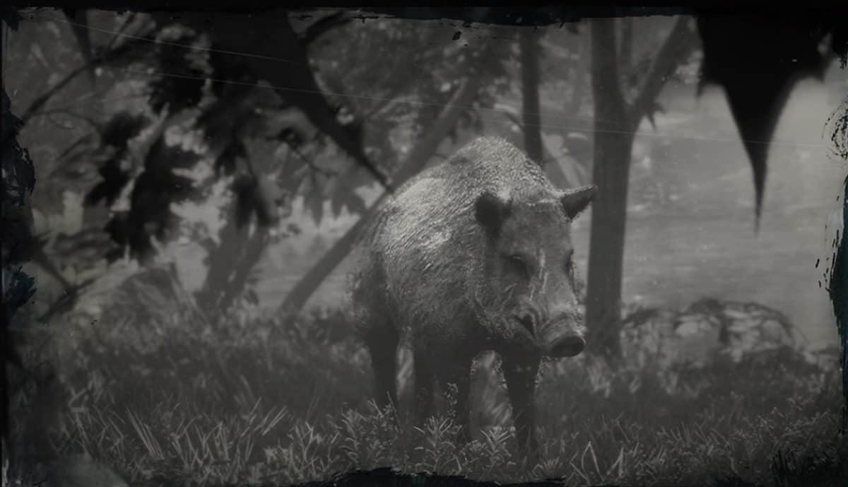 Red Dead Redemption 2 Legendary Boar Location