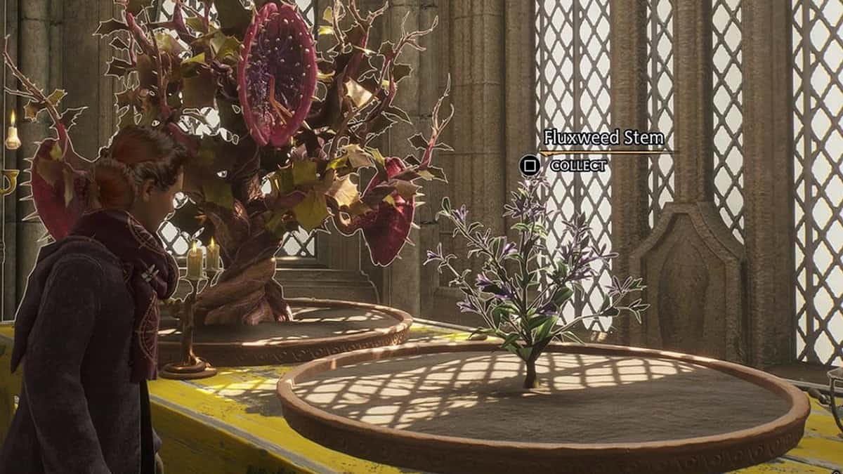 How To Get Fluxweed Stem In Hogwarts Legacy